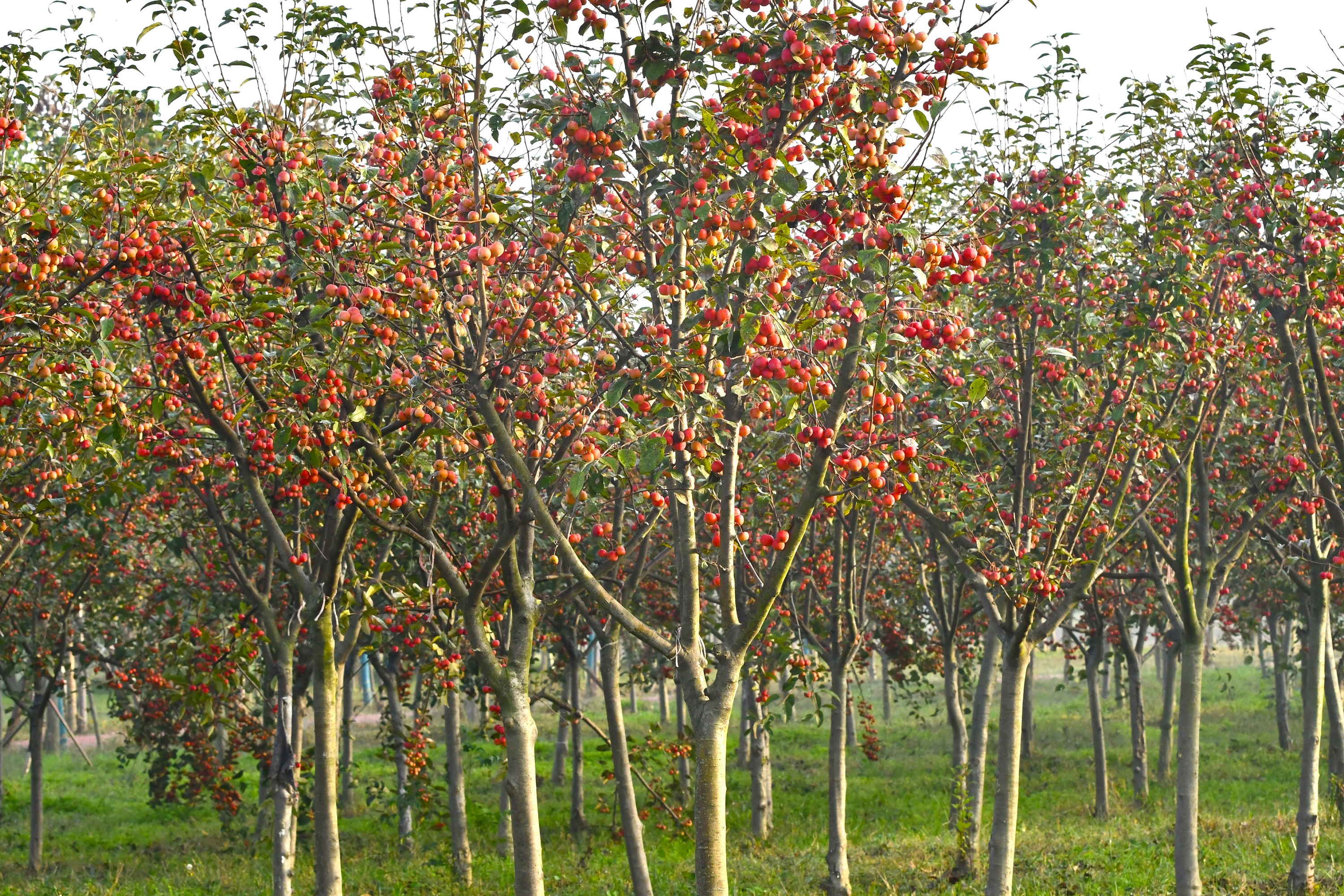 微信图片_20201102153314