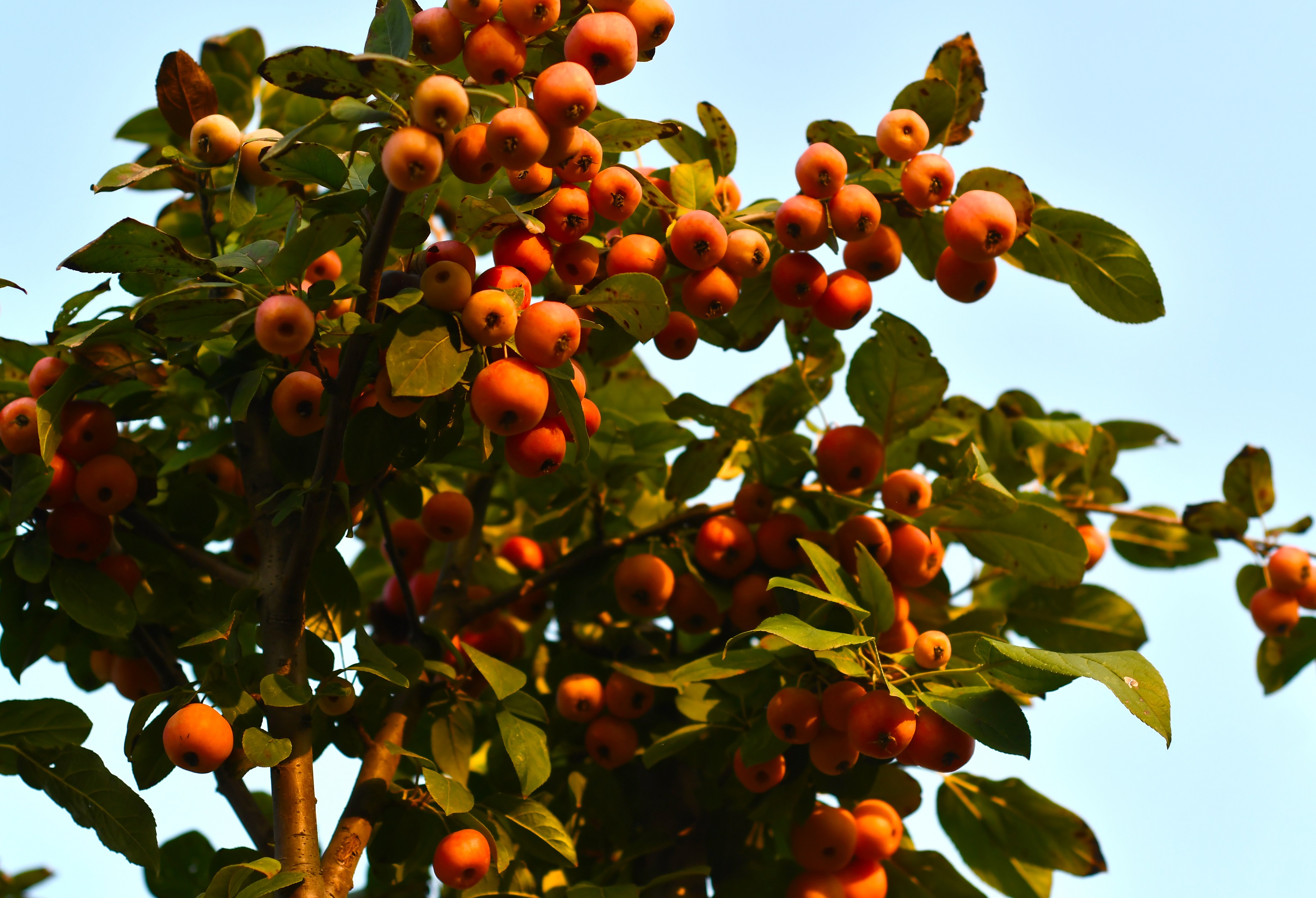 微信图片_20201102153347