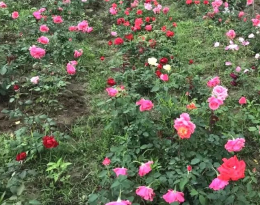 图片1